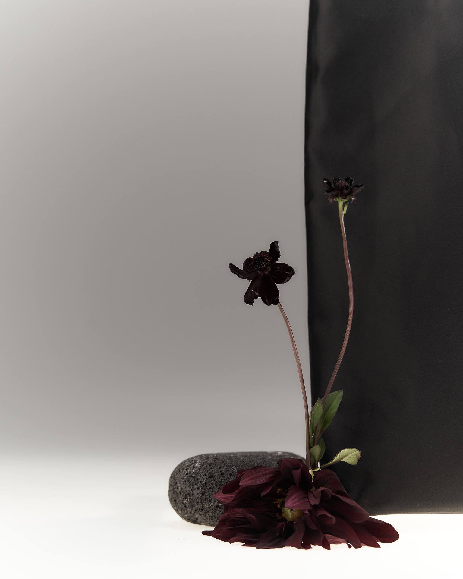 Noir tote with chocolate cosmos still life